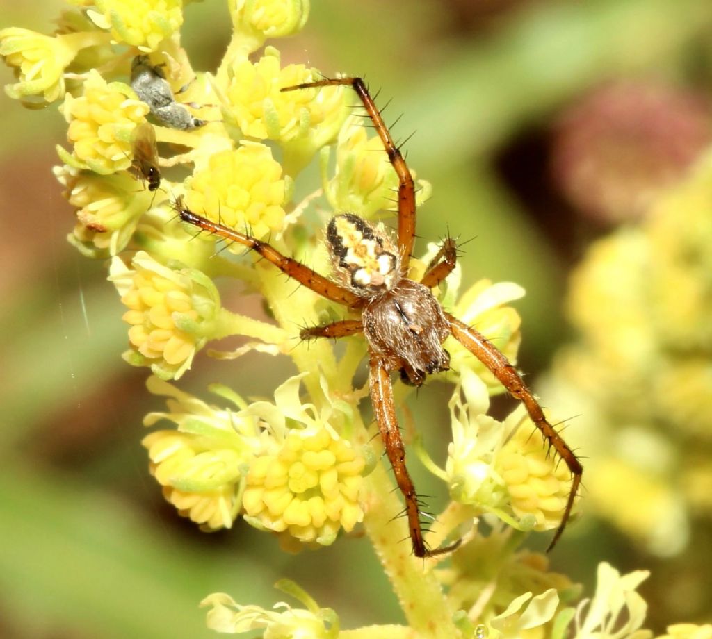 Neoscona adianta?